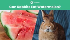 Read more about the article Можно ли кроликам есть арбуз?  Что тебе нужно знать!