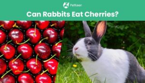 Read more about the article Можно ли кроликам есть вишню?  Что тебе нужно знать!