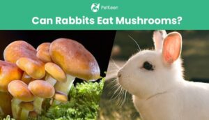 Read more about the article Можно ли кроликам есть грибы?  Что тебе нужно знать!
