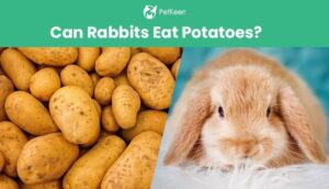 Read more about the article Можно ли кроликам есть картошку?  Что тебе нужно знать!