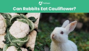 Read more about the article Можно ли кроликам есть цветную капусту?  Что тебе нужно знать!