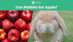 Read more about the article Можно ли кроликам есть яблоки?  Что тебе нужно знать!
