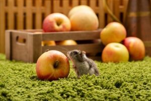 Read more about the article Можно ли хомякам есть яблоки?  Что тебе нужно знать!