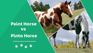 Read more about the article Пейнтхорс и пегая лошадь: в чем разница?  (с картинками)