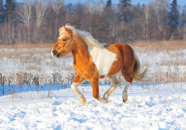 нарисованная лошадь паломино