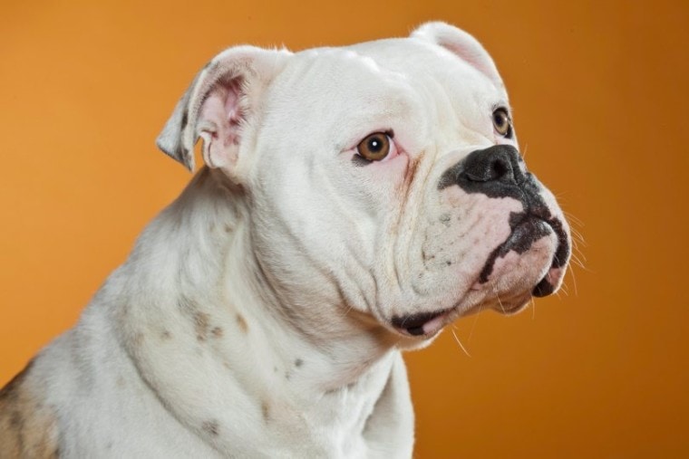 EngAm Bulldog_Ysbrand Cosijn_Shutterstock