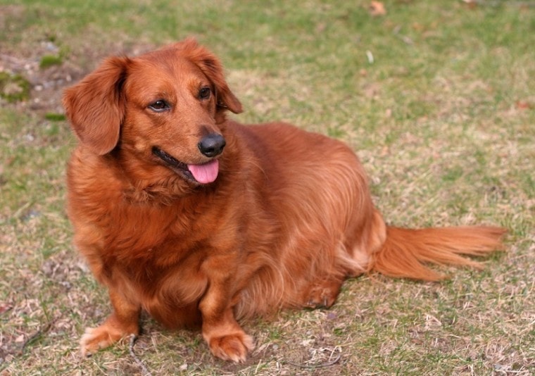 Golden Dox_Shutterstock_Joy Brown