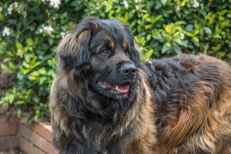 leonberger_sesheta_Pixabay