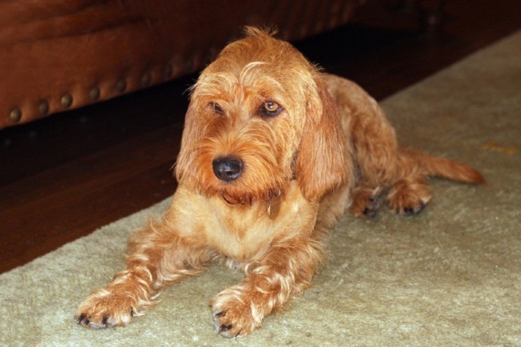 Собака Basset Fauve de Bretagne лежит на ковре