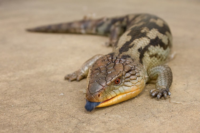 Tiliqua scincoides scincoides