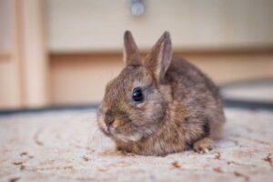 Read more about the article Сколько воды нужно кроликам? [Rabbit Water Consumption]