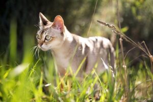 Read more about the article Сколько живут кошки?  Средняя и максимальная продолжительность жизни