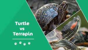 Read more about the article Террапин против черепахи: в чем разница?  (с картинками)