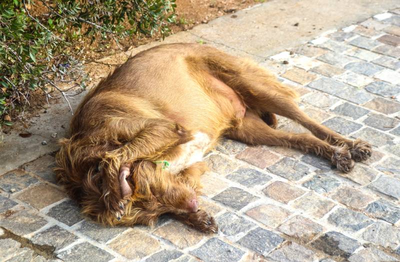 рыжая длинношерстная собака спит на мощеном тротуаре, прижав лапу к уху