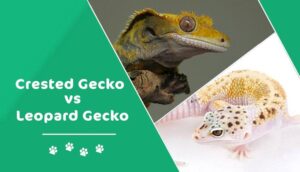 Read more about the article Хохлатые гекконы против леопардовых гекконов: какое домашнее животное вы должны получить?