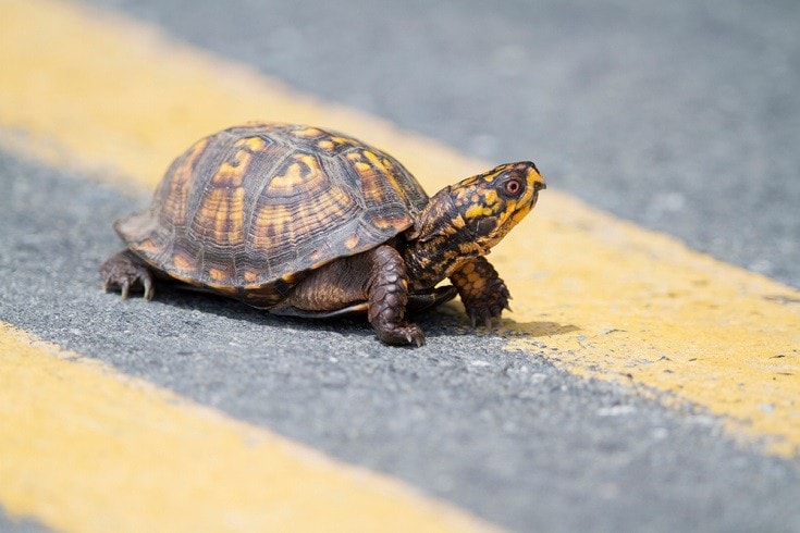 Восточная коробочка Turtle_Mark_Kostich, Shutterstock