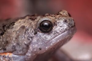 Read more about the article Что едят маленькие жабы в дикой природе и в качестве домашних животных?