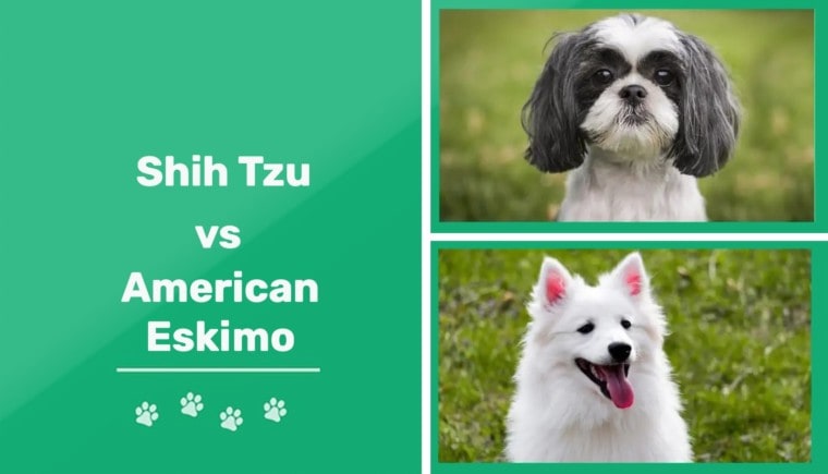 Шаблон Pk Shih Tzu vs American Eskimo