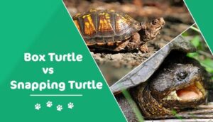 Read more about the article Щелкающая черепаха против коробчатой ​​​​черепахи: в чем разница?  (с картинками)