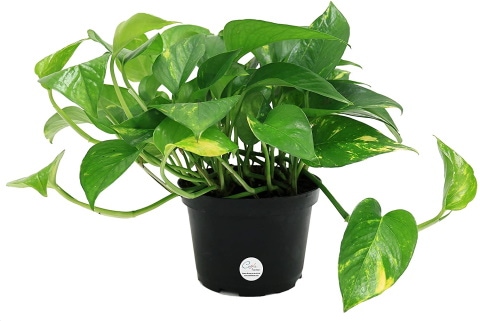 Costa Farms Easy Care Devil's Ivy Golden Pothos_Amazon