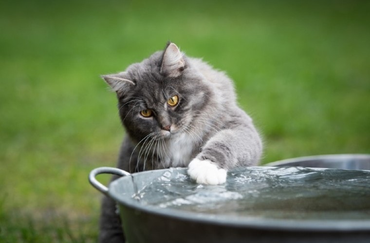 голубой полосатый кот мейн кун играет с водой