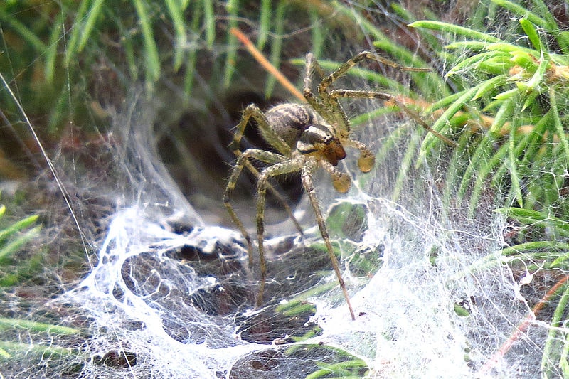 Обыкновенный американский травяной паук (Agelonopsis actuosa)