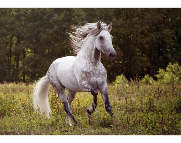 фигурка лошади,Алла-Берлезова, Shutterstock