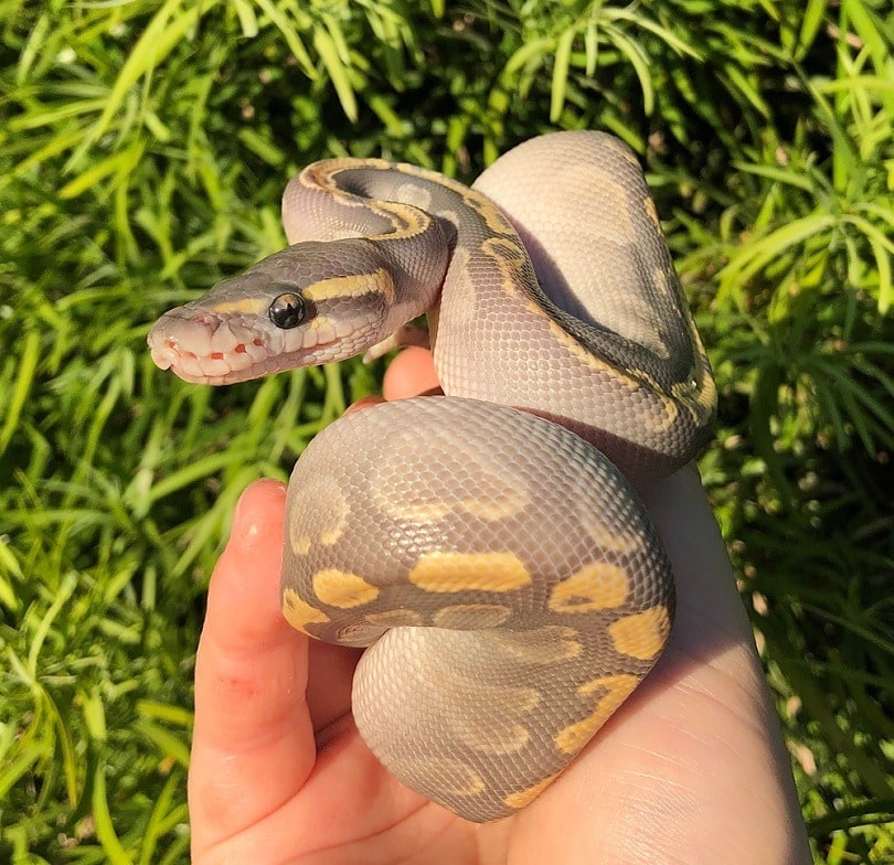 GHI Mojave Ghost Ball Python_Taylor Kapuy_shutterstock