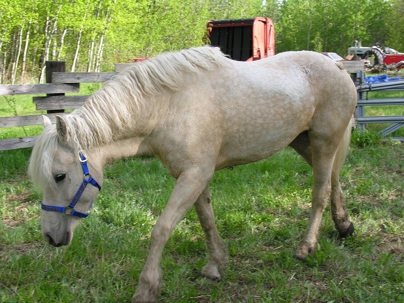 Bashkir_Curly_horse_commons викимедиа