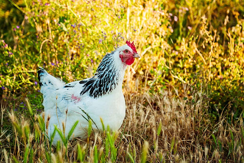 Делавэрская курица