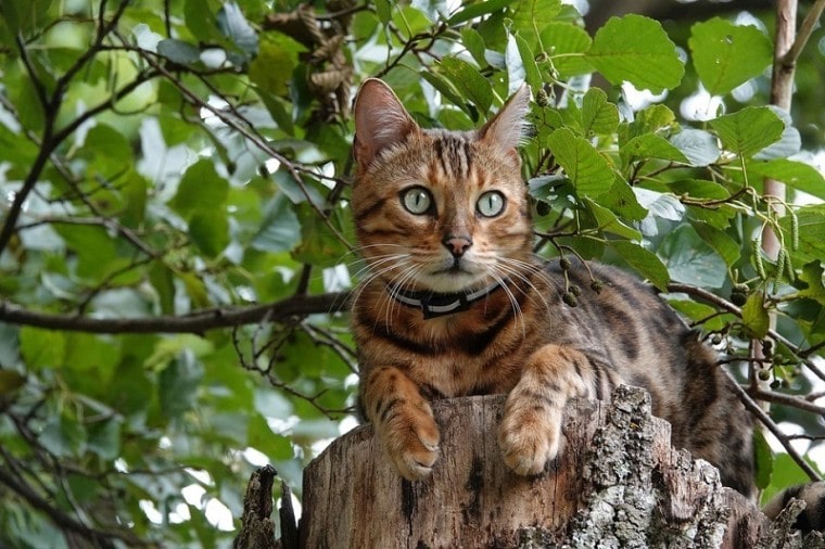 бенгальский