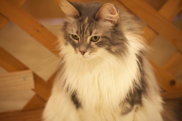 Read more about the article Кимрик (мэнская длинношерстная кошка): информация о породе кошек, изображения, темперамент и особенности