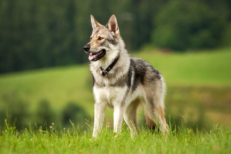 Read more about the article Что такое волчья собака?  Из них получаются хорошие домашние животные?