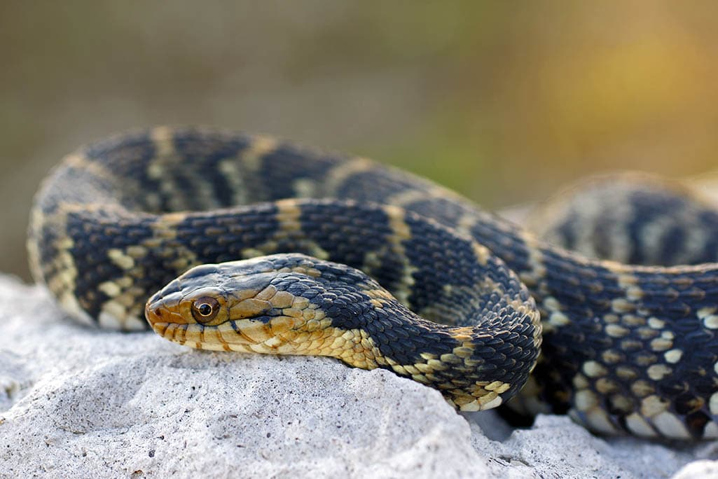 Read more about the article 11 видов змей, найденных в Южной Каролине (с иллюстрациями)
