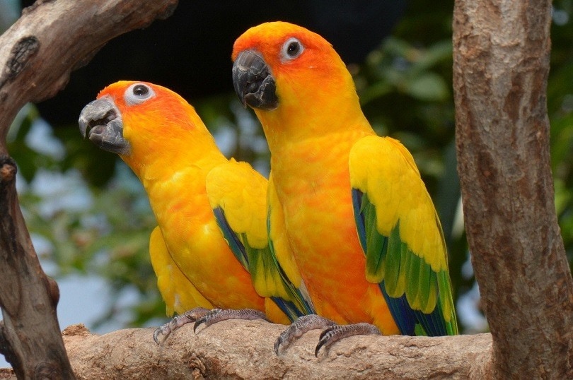 Read more about the article Сколько стоит Sun Conure?  (Руководство по ценам на 2023 г.)