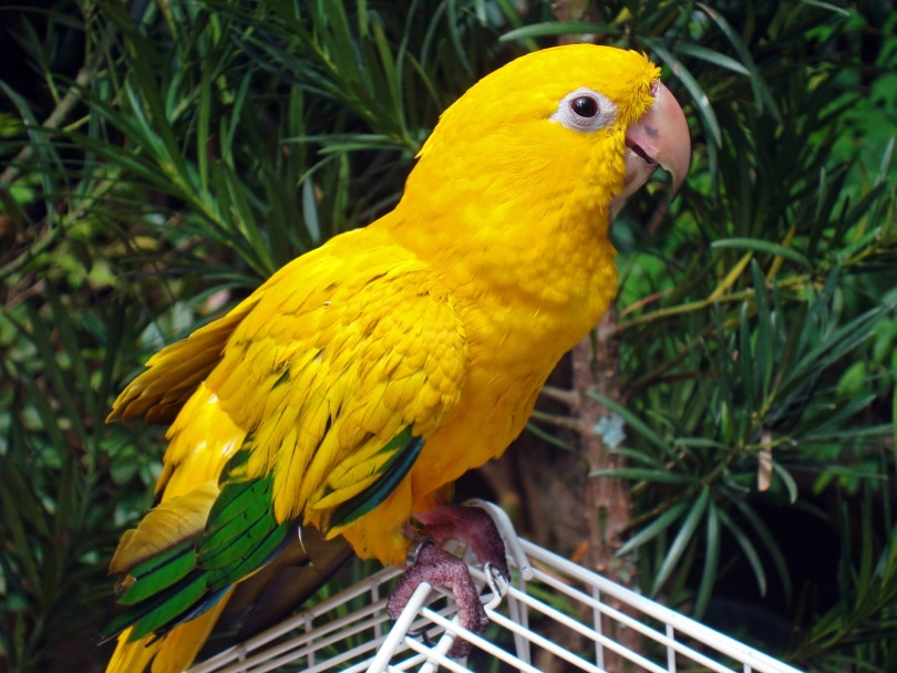 Read more about the article Как читать язык тела Conure (с иллюстрациями)