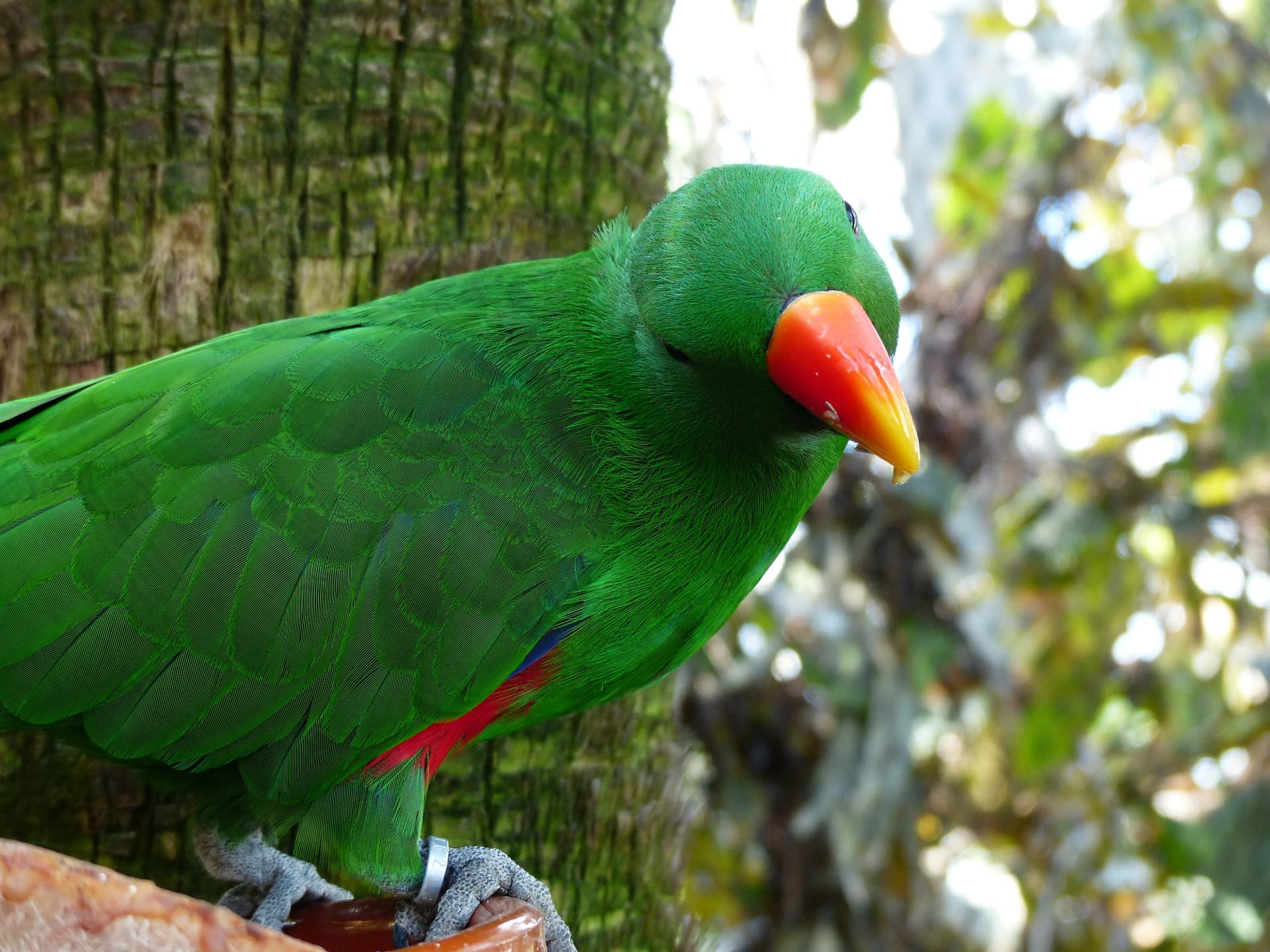 Eclectus Parrot_Pixabay копия