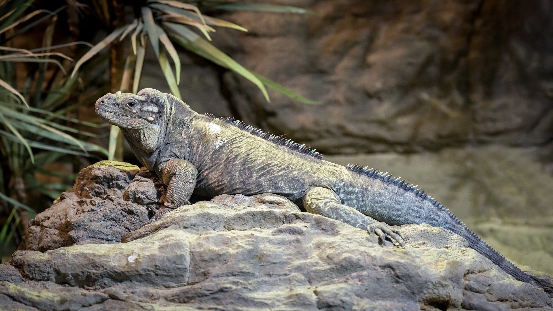 West Indian Rock Iguana-PIXABAY копия