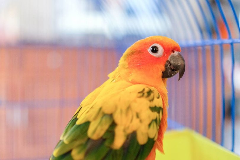 You are currently viewing Как сблизиться с Conure (4 проверенных совета)