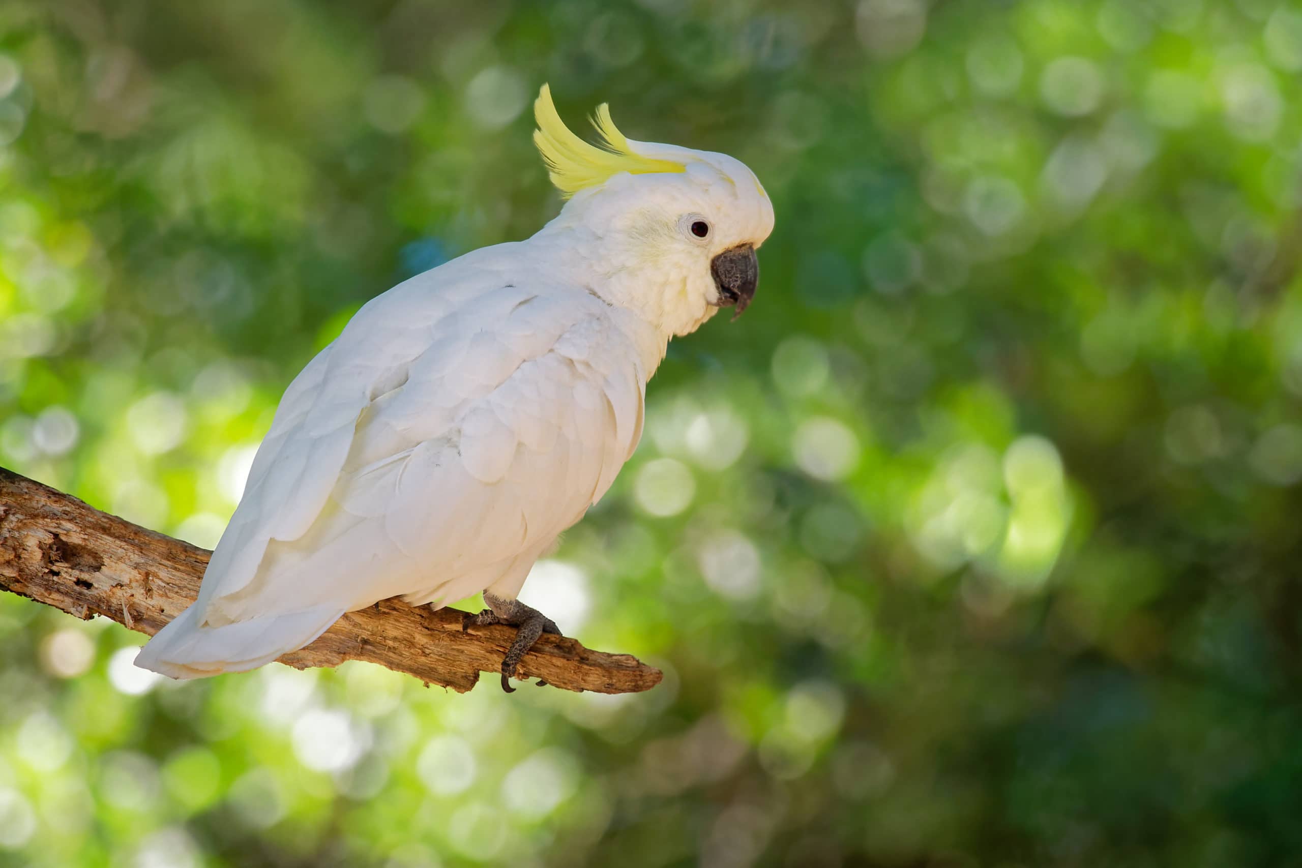 Cacatua,Galerita,-,Серохохлый,Какаду,Сидя,На,Ветке,В