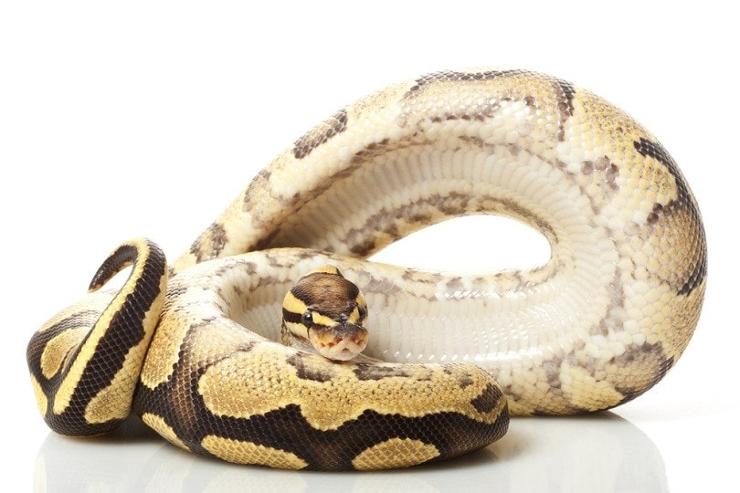 Огненно-желтый шар для живота python_fivespots_shutterstock