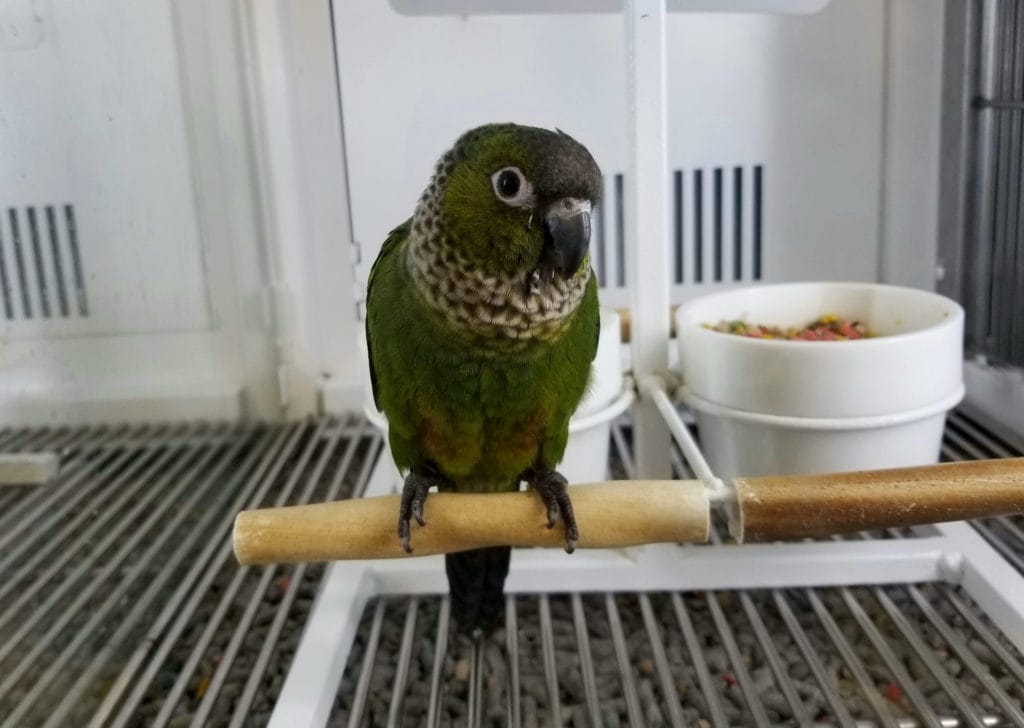 Черная кепка, Conure, птица, внутри, A, клетка