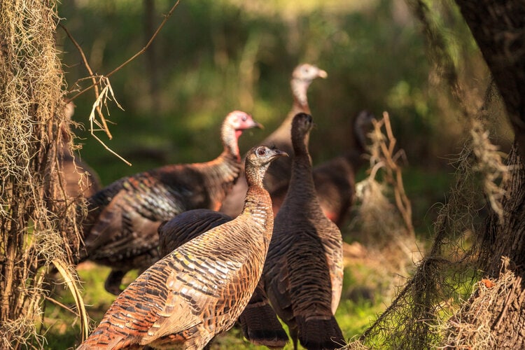 Группа Osceola Wild Turkey