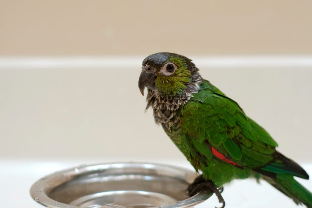 Молодой, черный, закрытый, Conure, принимая, A, ванна