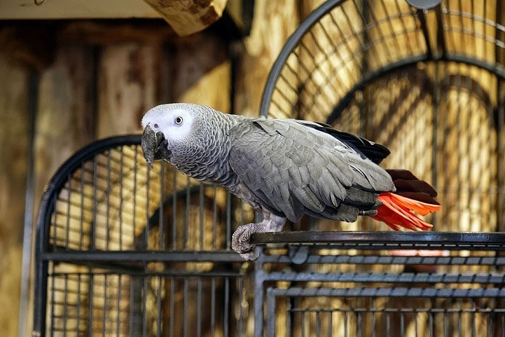 African_grey_parrot,_Psittacus_erithacus_02