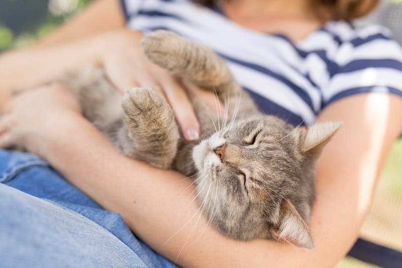 Read more about the article 9 признаков того, что ваша кошка вас любит (с иллюстрациями)