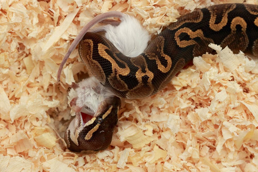 Read more about the article Таблица кормления Ball Python: диета, расписание и советы