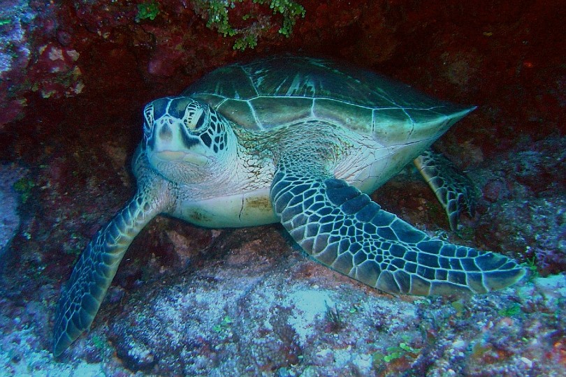 морская черепаха под водой