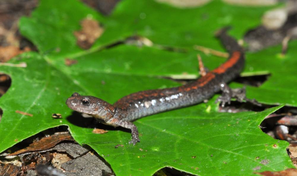 RedBack Salamander, вид сбоку_Mike Wilhelm_Shutterstock