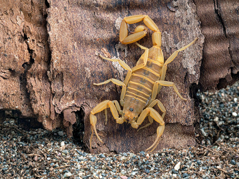 Read more about the article 2 скорпиона найдены в Нью-Мексико (с фотографиями)